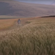 The Wind Will Carry Us